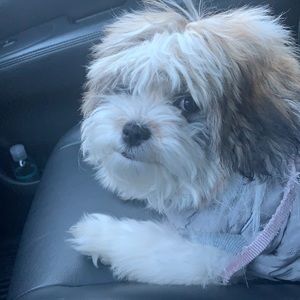 Meet your Posher, Sofia